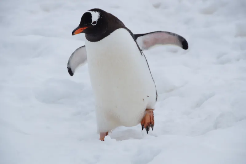 Les Pingouins D&rsquo;Ushuaia