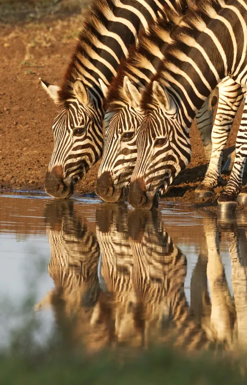 Les Zebres Du Kenya