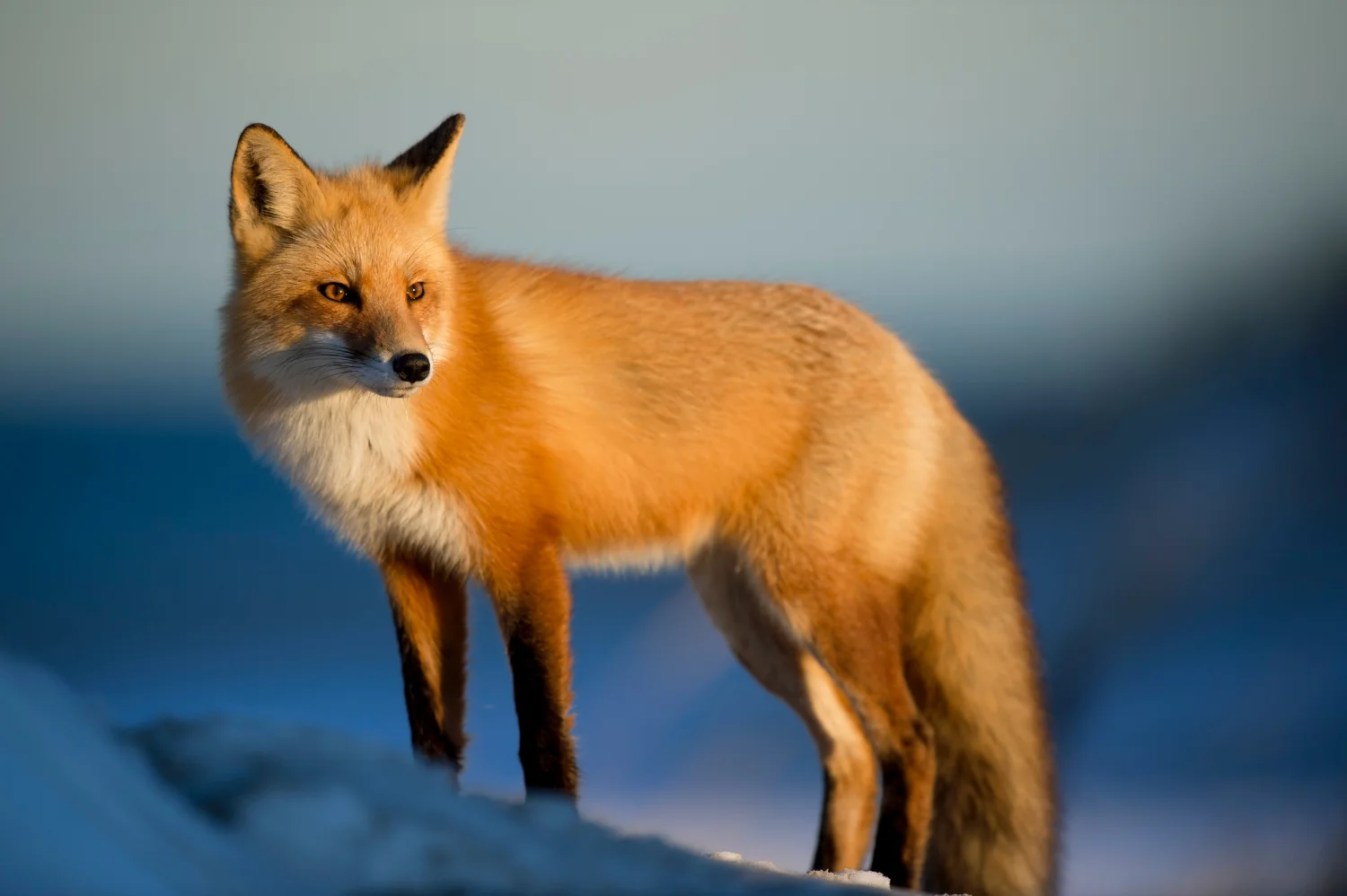 image du site de jane doe pour imager la partie photographie en pleine nature, et de photographie animalière