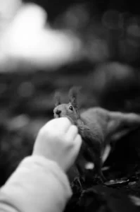 ecureuil de corée pris par Jane Doe Photographe animalière a Toulouse
