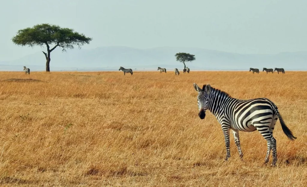 Safari de jane doe photos animalière et photos de nature