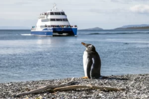 On rencontre des pingouins Torda sur la côte d'Opale en hiver c'est la bas que Jane Doe photographe animalier a toulouse a capturé ces images