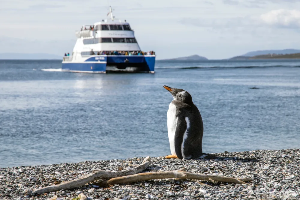On rencontre des pingouins Torda sur la côte d'Opale en hiver c'est la bas que Jane Doe photographe animalier a toulouse a capturé ces images